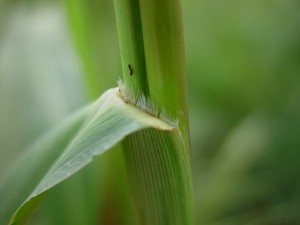 The photo is a close-up of the fall panicum ligule.  It is short and hairy.  