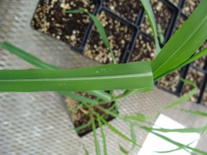 The photo is of the leaf of fall panicum. It shows the prominent midvein.