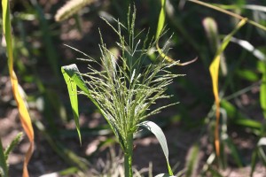 The photo is a close-up of a fall panicum seedhead.  It is an open and spreading panicle that is green in color.