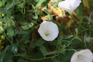 The photo is of field bindweed with a white flower.  The flower is funnel-shaped with a hint of pink color. 