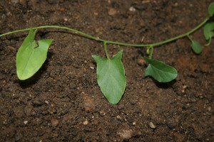 The photo is of field bindweed leaves.  They are green, alternate, and arrowhead to spade-shaped.  