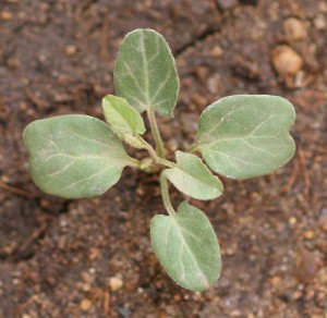 The photo is of a field bindweed seedling.  The cotyledons are green and square to kidney-shaped.  
