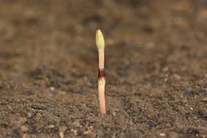 The photo is of a field horsetail fruiting stalk.  It is white to brown with a terminal cone.  