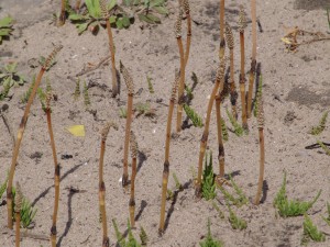 The photo is a field horsetail patch in the field.  These are fertile stems that emerge in spring.  They are whitish, succulent, unbranched, and bear a terminal cone.  