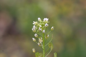 The photo is a close-up of field pennycress flowers.  They are white with four small petals that are found in terminal clusters. 