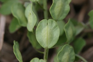 The photo is a close-up of fruit from field pennycress.  Fruits are flat, round to oval, and distinctly winged with a prominent notch at the tip. 