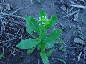 The photo is a field pennycress plant with white flowers.  It has spatula-shaped leaves with slightly toothed margins. 