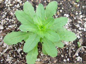 The photo is a field pennycress plant growing as a rosette.  The leaves are oval with wavy margins. 