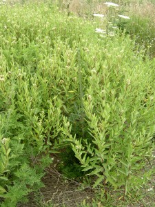 The photo is of a field shot of hemp dogbane,  This plant is tall up to 6 foot and has small white flowers. 
