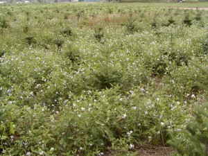 The photo is of a field shot of horsenettle.  The plants are flowering with white to pale purple flowers. 