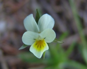 The photo is a close-up of a field violet flower.  The flowers have 5 white to pale yellow petals sometimes tinged with purple. 