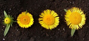 Four yellow flowers increasing in size as they mature.