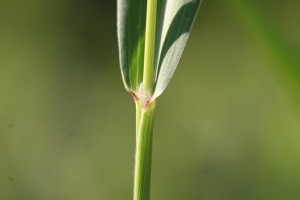 The photo is of the stem of green foxtail.  It is a close-up of the collar region.  