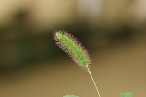The photo is of a green foxtail seedhead with a dense cylinder-shaped panicle with green to purple bristles.  