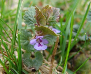 The photo is a close-up of a ground ivy flower.  They flowers are purple, funnel shaped, and have two lips.  