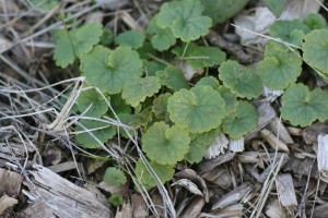 The photo is of a clump of ground ivy plants.  The leaves are green, opposite, and round with scalloped margins.  