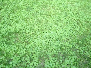 The photo is of a high population of ground ivy plants growing in lawn.