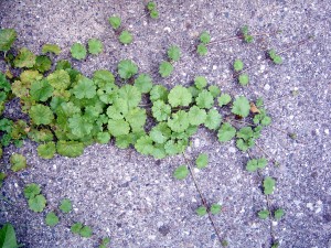 The photo is of ground ivy stolons. The stolons are above ground creeping stems