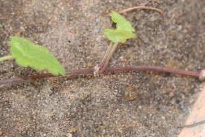 The photo is a close-up of ground ivy stolons.  They are square in cross section and root at the nodes. 