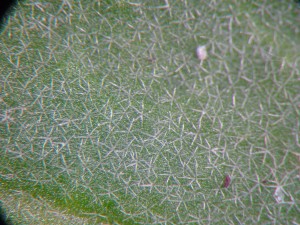 The photo is a close up of the star shaped hairs on the stem. 