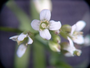 The photo is a close up of a hairy bittercress flower.  The flowers are small with four white petals.
