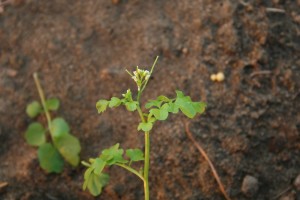 The photo is of a hairy bittercress flowering stem