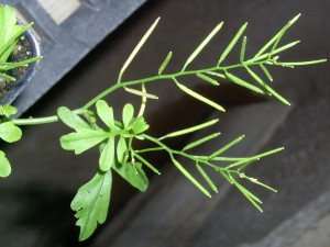 The photo is of hairy bittercress fruit.  The fruit is narrow, inch long, flattened capsules.  