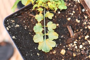 The photo is of a hairy bittercress leaf.  The leaves are compound with 2 to 8 alternately arranged leaflets and a larger terminal leaflet. 
