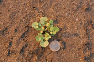 The photo is of a hairy bittercress rosette with hairy leaves.  The leaf margins are shallowly toothed to lobed.  