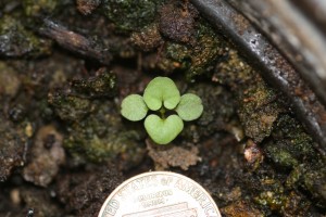The photo is of a hairy bittercress seedling. It has round cotyledons on long petioles.  The two first true leaves are heart- to- kidney shaped. 