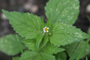 The photo is a close-up of a hairy galinsoga plant.  The green leaves are opposite with toothed edges.  There is a small white flower in the center of the leaves.