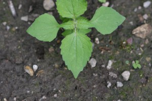 The photo is of a hairy galinsoga seedling.  