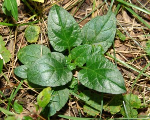 The photo is of the leaves of healall plant. They are opposite, eff tolance shaped with smooth to slightly toothed margins.  The leaves are sparsely hairy to smooth with crinkled upper surfaces.
