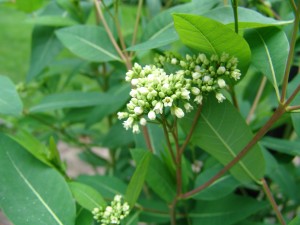 The photo is a close up of a hemp dogbane flower.  It has small white bell shaped flowers that are found in flat to round topped clusters.  