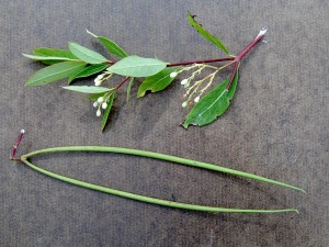 The photo is of a branch of hemp dogbane that has been broken off the plant.  It has small white flowers.  Next to it is the fruit.  They are pods that are 4-8 inches long. 