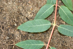 The photo is of the stem of hemp dogbane.  It is hairless and reddish stems.  Stems exude a milky sap when damaged.  