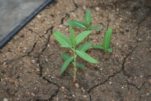 The photo is of a small hemp dogbane plant.  It has opposite oval leaves.  