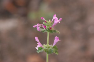 The photo is of a henbit flower.  It has pink to purple petals in a tube shape. 