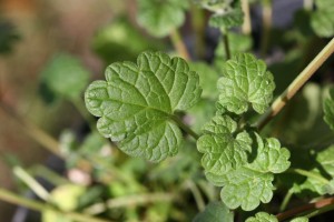 The photo is of a henbit leaf.  Leaves are palmately veined.  They are round to heart shape with rounded teeth.