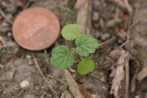 The photo is of a henbit seedling with green leaves. 