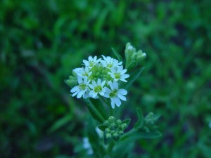 The photo is a close up of a hoary alyssum flower.  The flowers have 4 white petals that are deeply divided.  