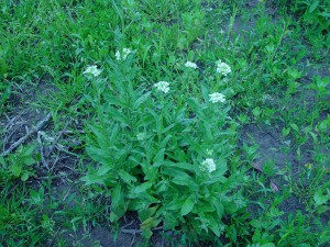 The photo is of a clump of hoary alyssum plants with white flowers. 