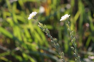 The photo is of hoary alyssum seed pods. They are held close to the stems and are oblong and narrowly winged.  