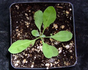 The photo is of a hoary alyssum seedling in a 4 inch pot.  Seedlings develop from a basal rosette.