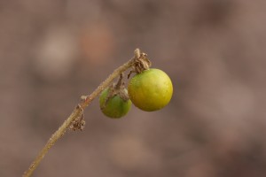 The photo is of horsenettle fruit.  They are yellow globe shaped berries.  