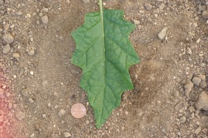 The photo is of a horsenettle leaf.  It is egg-shaped and shallow to deeply lobed.  There are prominent prickles on the leaf veins, midveins, and petioles.  