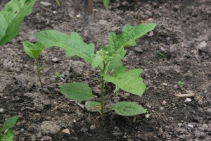 The photo is of a small horsenettle plant growing in the field.  It has green, alternate, egg-shaped, lobed leaves.  