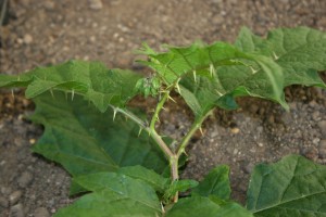 The photo is of the spines on a horsenettle plant.  They are on the leaf veins, midveins, and petioles.  