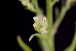The photo is an up close image of a horseweed flowers.  White flower heads are found on many short branches near the top of the plant.  