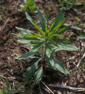 The photo is of a small horseweed plant.  The leaves are green, hairy, and linear to lance-shaped with smooth to toothed margins.  